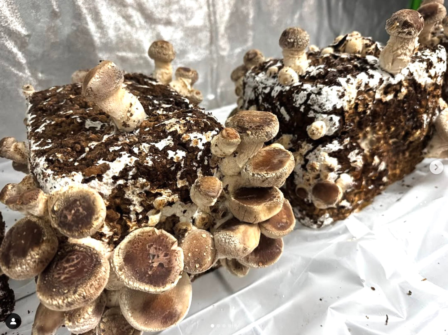 キミト☆ミライ美味しいたけ栽培の様子